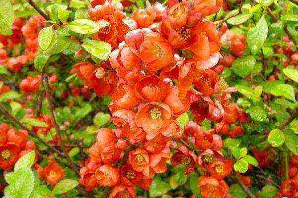 Japanese quince varieties planting and care in the open field