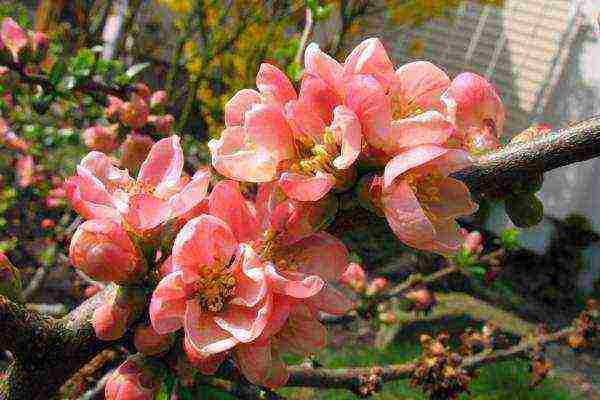 Japanese quince varieties planting and care in the open field