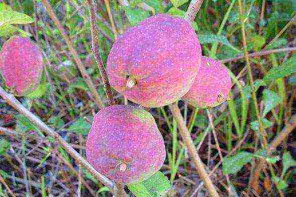 Japanese quince varieties planting and care in the open field