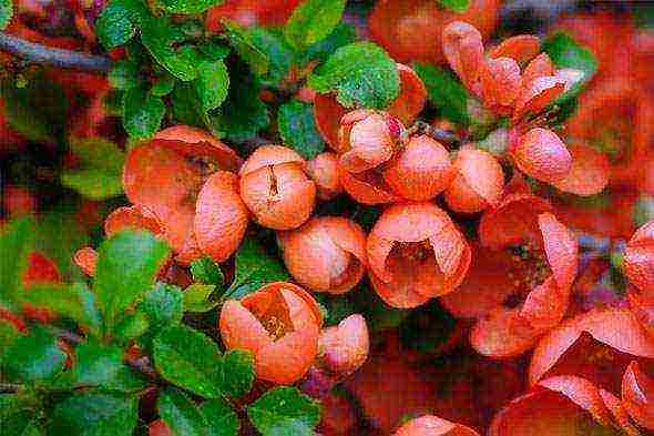 Japanese quince varieties planting and care in the open field