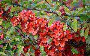 Japanese quince varieties planting and care in the open field