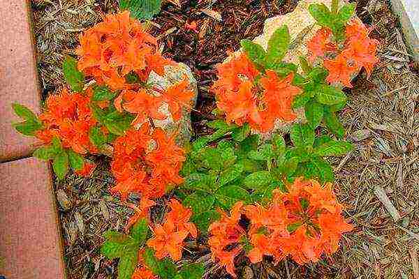 azalea planting and care in the open field in the suburbs