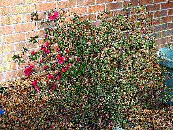 pagtatanim ng azalea at pangangalaga sa bukas na bukid sa mga suburb