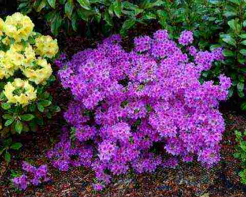 azalea planting and care in the open field in the suburbs