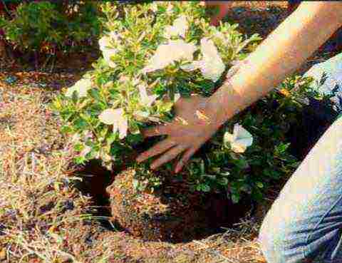 azalea planting and care in the open field in the suburbs