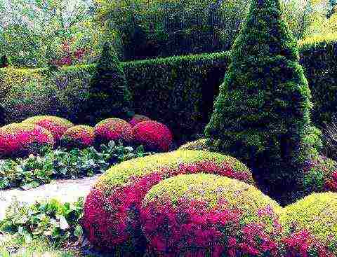 azalea planting and care in the open field in the suburbs