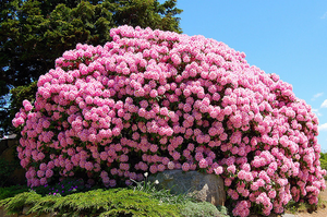 azalea planting and care in the open field in the suburbs