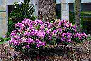 pagtatanim ng azalea at pangangalaga sa bukas na bukid sa mga suburb