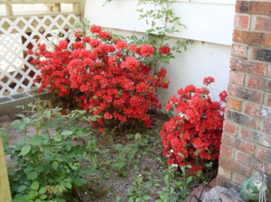 azalea planting and care in the open field in the suburbs