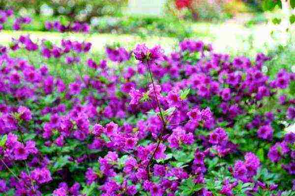 azalea planting and care in the open field in the suburbs