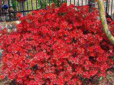 pagtatanim ng azalea at pangangalaga sa bukas na bukid sa mga suburb