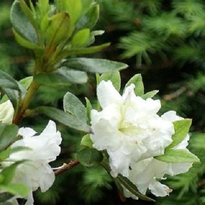 azalea planting and care in the open field in the suburbs