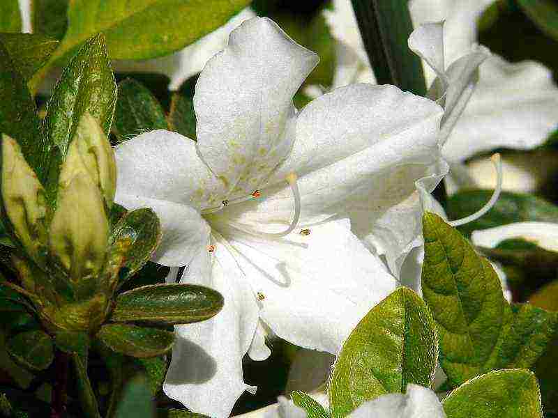 azalea planting and care in the open field in the suburbs