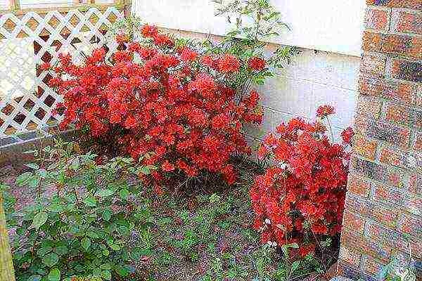 pagtatanim ng azalea at pangangalaga sa bukas na bukid sa mga suburb