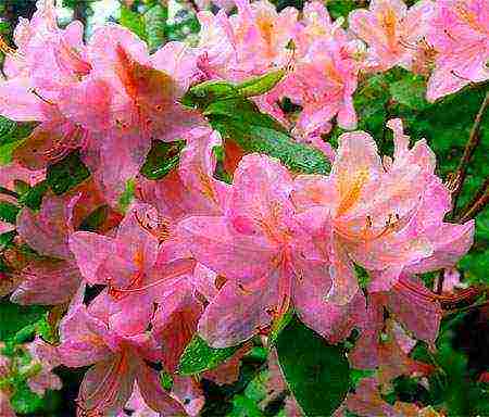 azalea planting and care in the open field in the suburbs