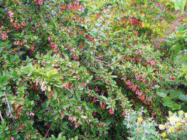 pagtatanim ng barberry at pangangalaga sa bukas na bukid sa Urals