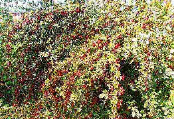 pagtatanim ng barberry at pangangalaga sa bukas na bukid sa Urals