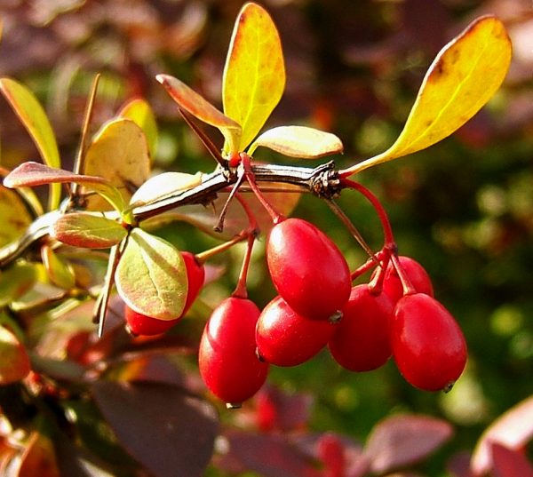 pagtatanim ng barberry at pangangalaga sa bukas na bukid sa Urals