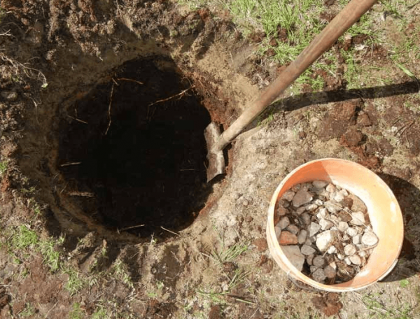 pagtatanim ng barberry at pangangalaga sa bukas na bukid sa Urals