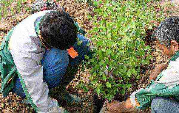 pagtatanim ng barberry at pangangalaga sa bukas na bukid sa Urals