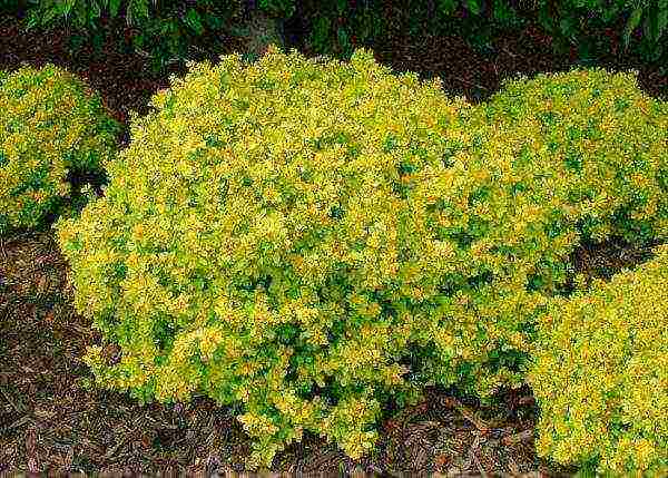 barberry planting and care in the open field in the Urals