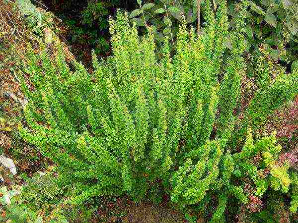 pagtatanim ng barberry at pangangalaga sa bukas na bukid sa Urals