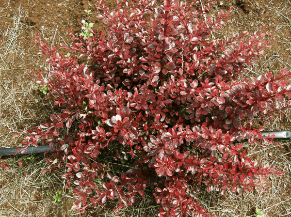 pagtatanim ng barberry at pangangalaga sa bukas na bukid sa Urals