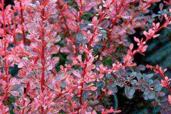 pagtatanim ng barberry at pangangalaga sa bukas na bukid sa Urals