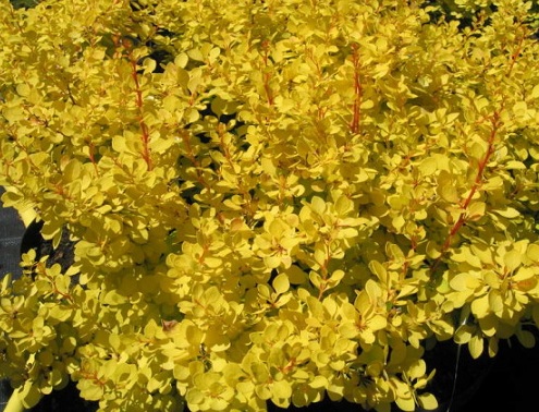 pagtatanim ng barberry at pangangalaga sa bukas na bukid sa Urals