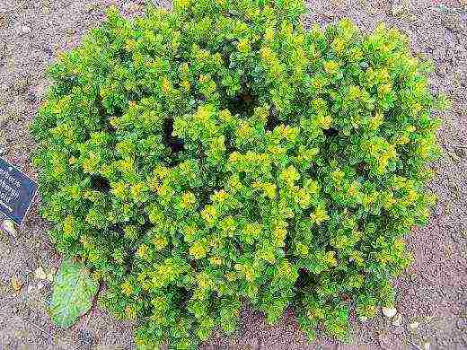 pagtatanim ng barberry at pangangalaga sa bukas na bukid sa Urals