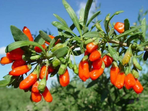 barberry planting and care in the open field in the Urals