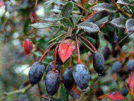 barberry planting and care in the open field in the Urals