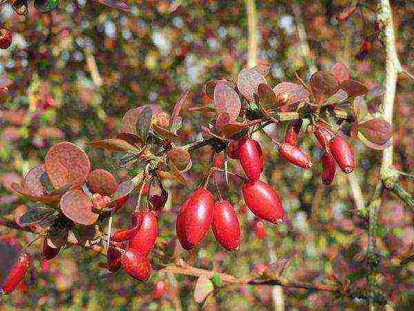 pagtatanim ng barberry at pangangalaga sa bukas na bukid sa Urals