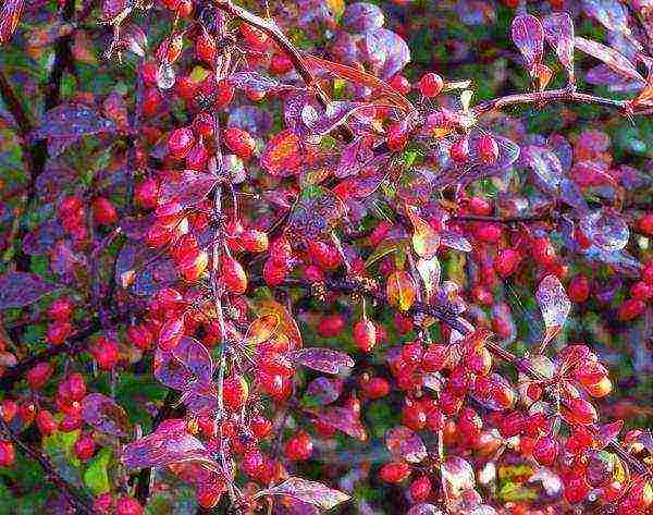 pagtatanim ng barberry at pangangalaga sa bukas na bukid sa Urals