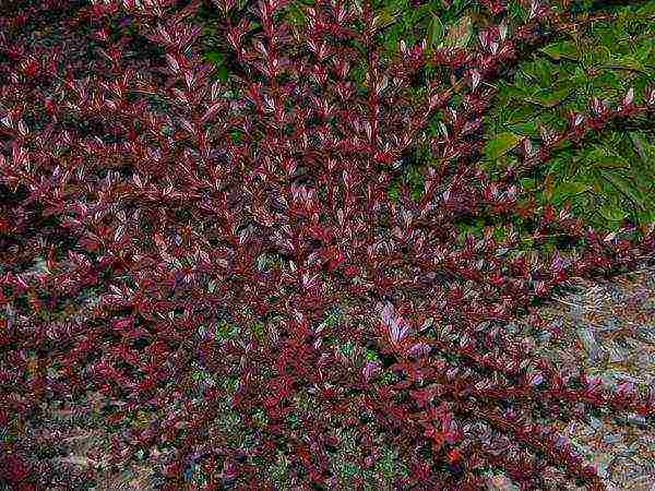 barberry planting and care in the open field in the Urals