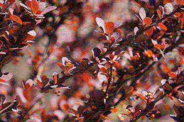 barberry planting and care in the open field in the Urals