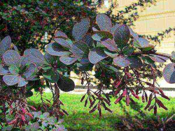 barberry planting and care in the open field in the Urals