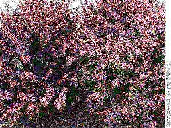 pagtatanim ng barberry at pangangalaga sa bukas na bukid sa Urals