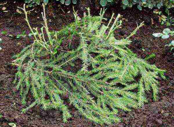 barberry planting and care in the open field in the Urals