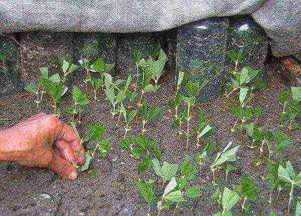 barberry planting and care in the open field in the Urals