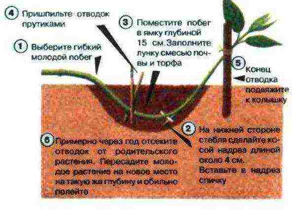 barberry planting and care in the open field in the Urals