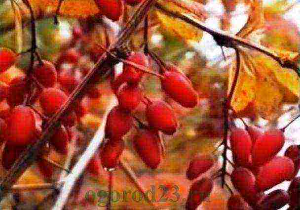 barberry planting and care in the open field in the Urals