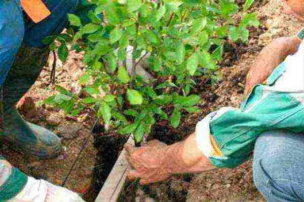 barberry planting and care in the open field in the Leningrad region