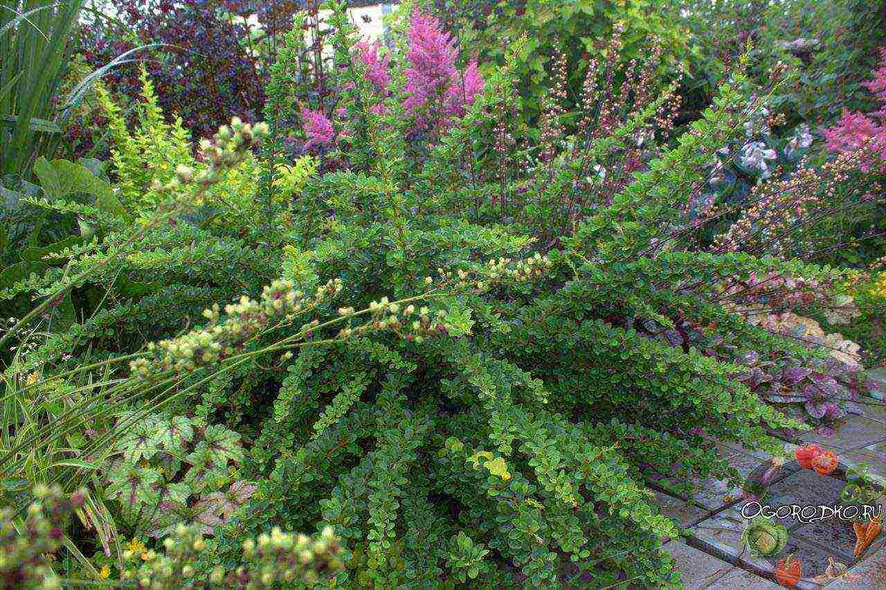 barberry planting and care in the open field in the Leningrad region