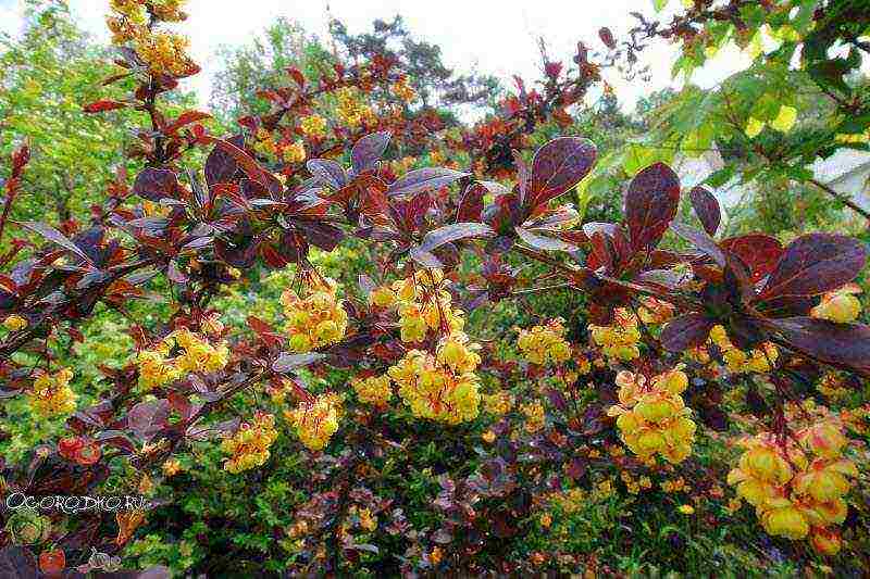 pagtatanim ng barberry at pangangalaga sa bukas na bukid sa rehiyon ng Leningrad