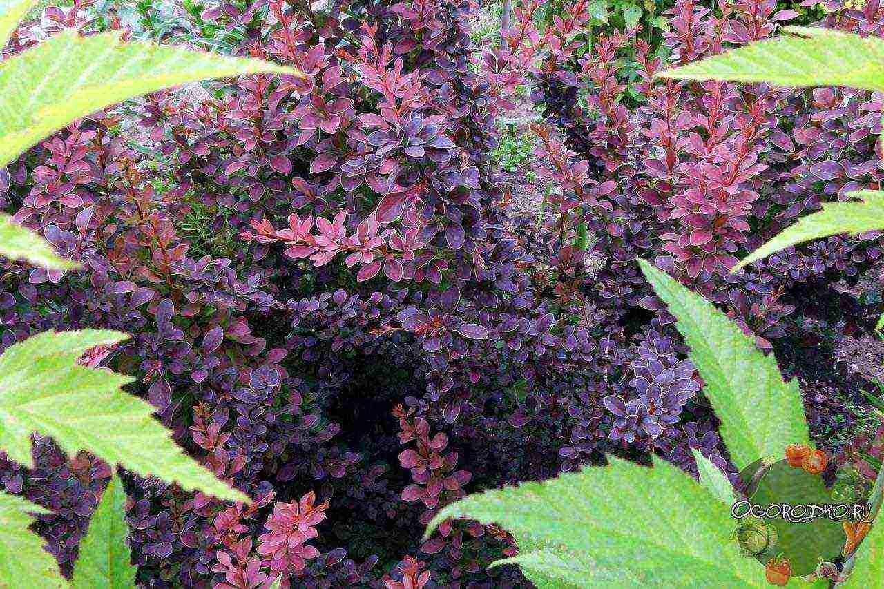 barberry planting and care in the open field in the Leningrad region