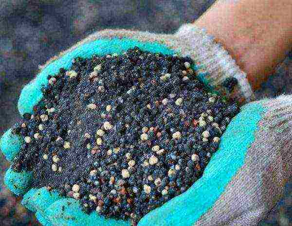 barberry planting and care in the open field in the Leningrad region