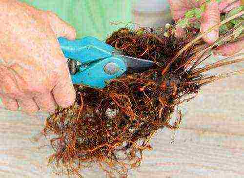 barberry planting and care in the open field in the Leningrad region