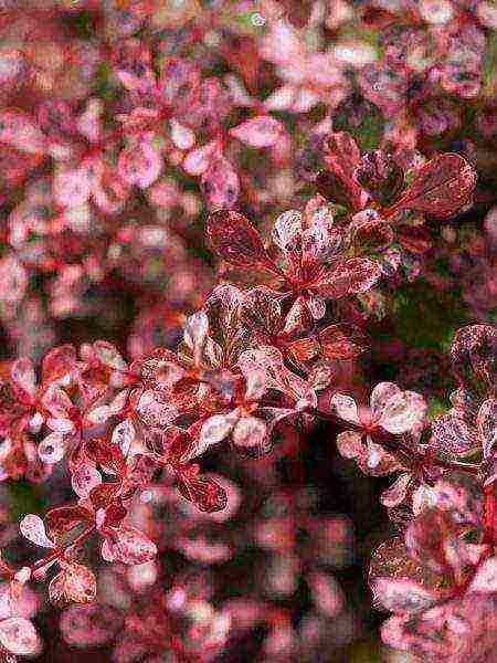 barberry planting and care in the open field in the Leningrad region