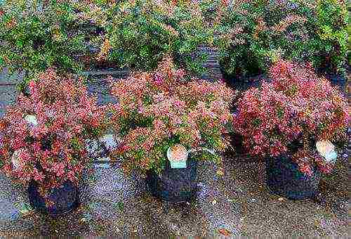 pagtatanim ng barberry at pangangalaga sa bukas na bukid sa siberia